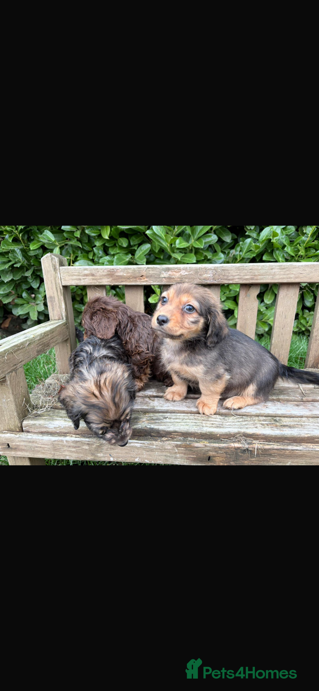 Mixed Breed dogs for sale: Dachshund x Jack pussell - Image 4
