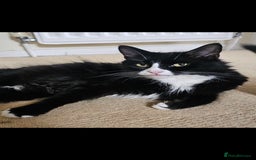 Mixed Breed cats for sale: Three beautiful kittens - Image 11