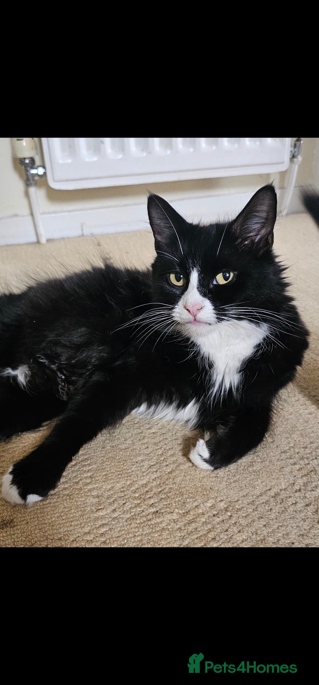 Mixed Breed cats for sale: Three beautiful kittens - Image 11