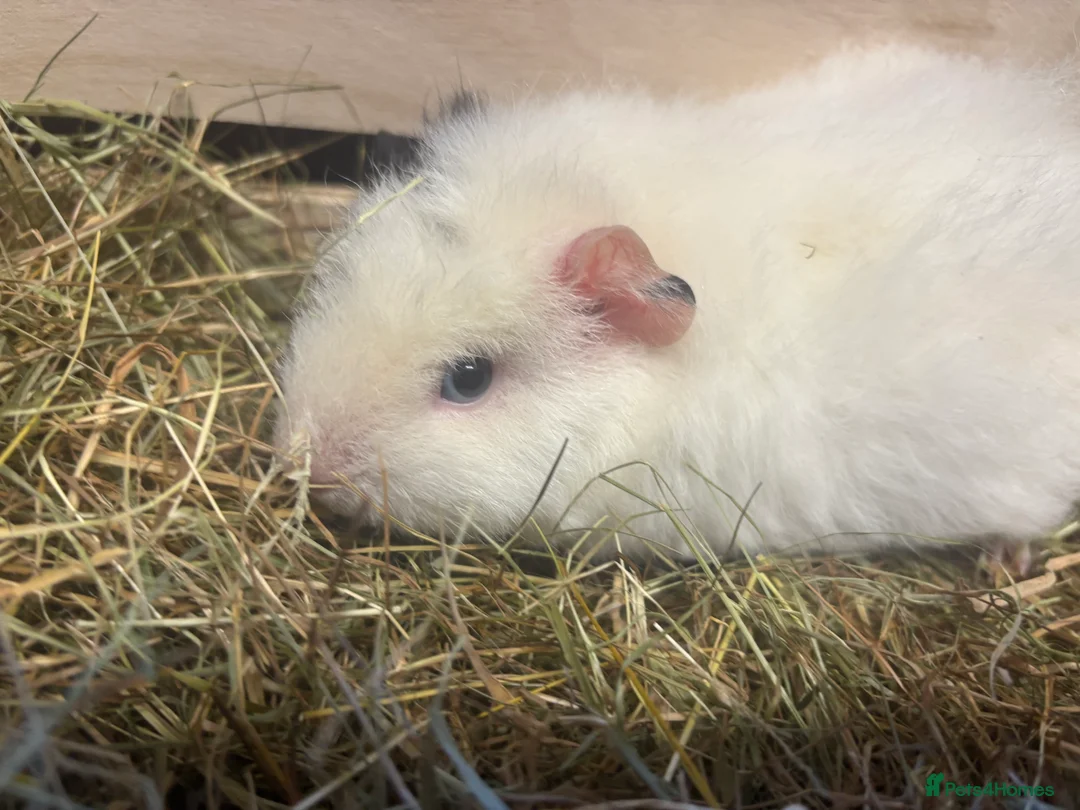 Guinea Pig rodents for sale: Teddy guinea pig girl  - Advert 3