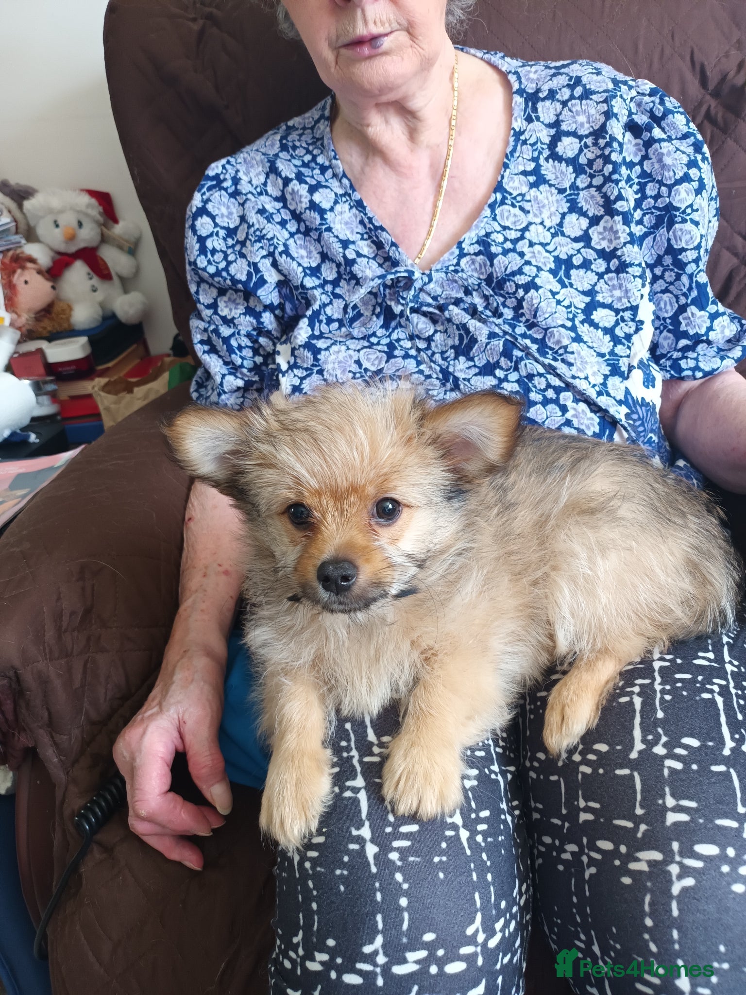 Mixed Breed dogs for sale: Adorable fluffy lasapom - Advert 6