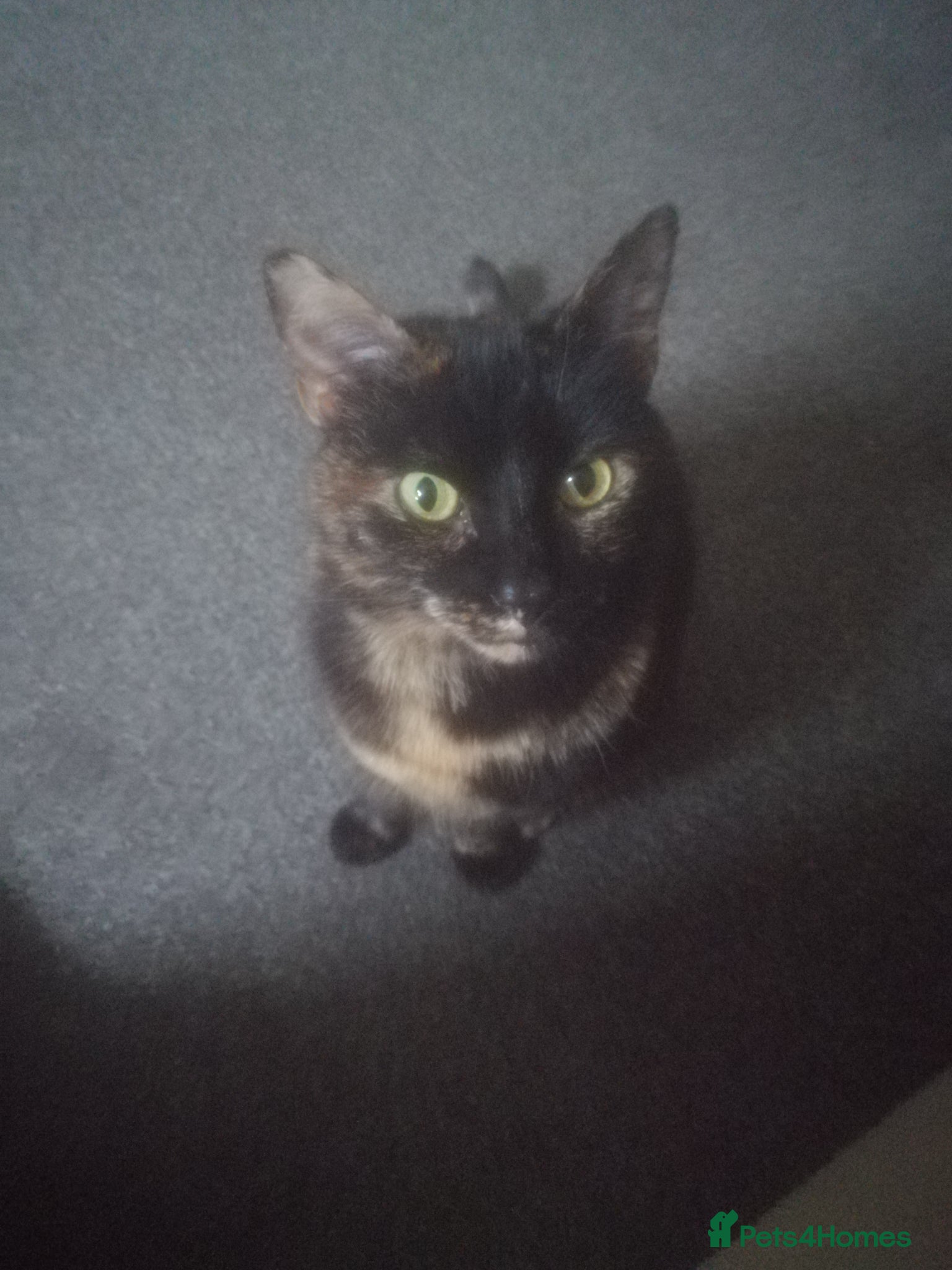 Mixed Breed cats Cat for sale - Advert 1