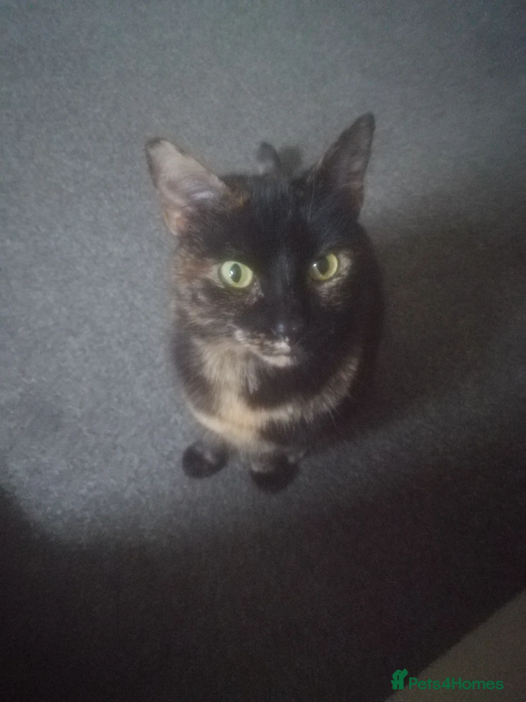 Mixed Breed cats for sale: Cat for sale in Sunderland - Advert 1