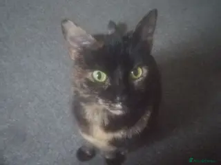 Mixed Breed cats Cat for sale - Advert 1