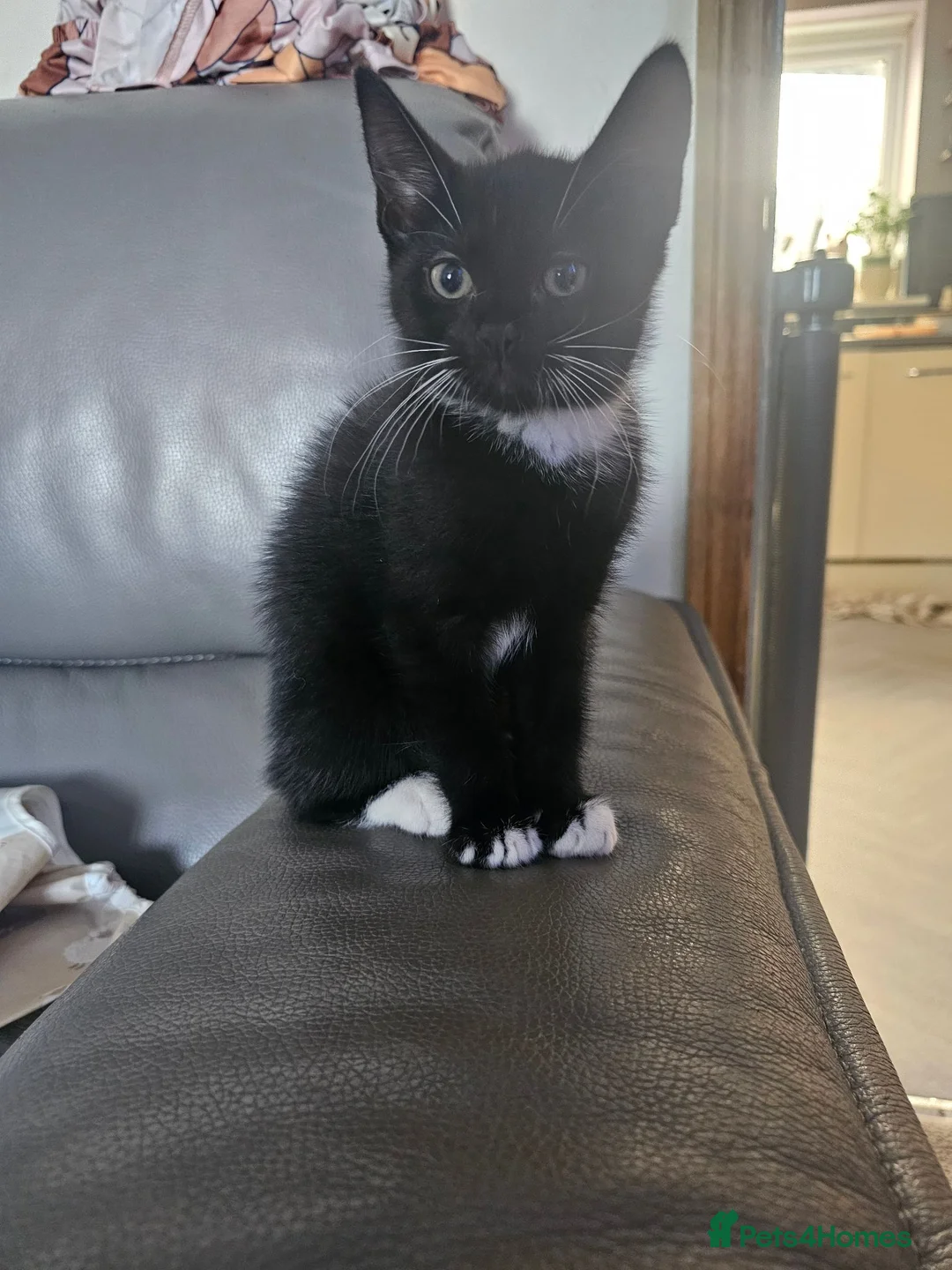 Mixed Breed cats for sale: Last of the litter! Stunning little girl - Advert 2
