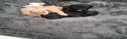 Cavapoochon dogs for sale: 🐾 Gorgeous Cavapoochon Puppies 🐾 - Advert 2