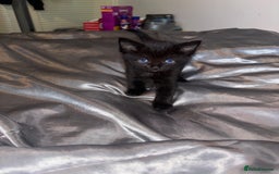 Mixed Breed cats for sale: 5 Beautiful Tabby / Mixed Kittens - Image 3