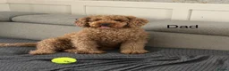Cockapoo dogs for sale: F2 cockapoo puppies looking for homes! 🐶 in Pickering - Advert 5