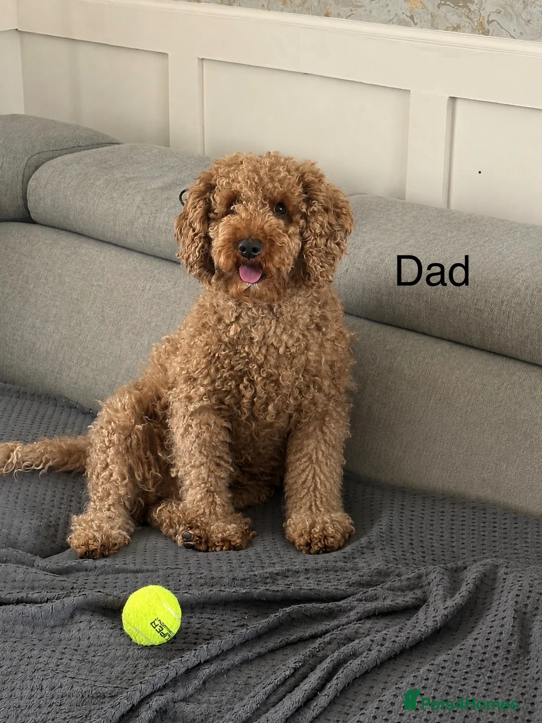 Cockapoo dogs for sale: F2 cockapoo puppies looking for homes! 🐶 in Pickering - Advert 5