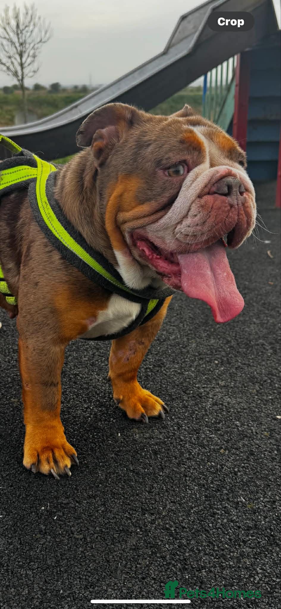 English Bulldog dogs English bulldog girl - Advert 1