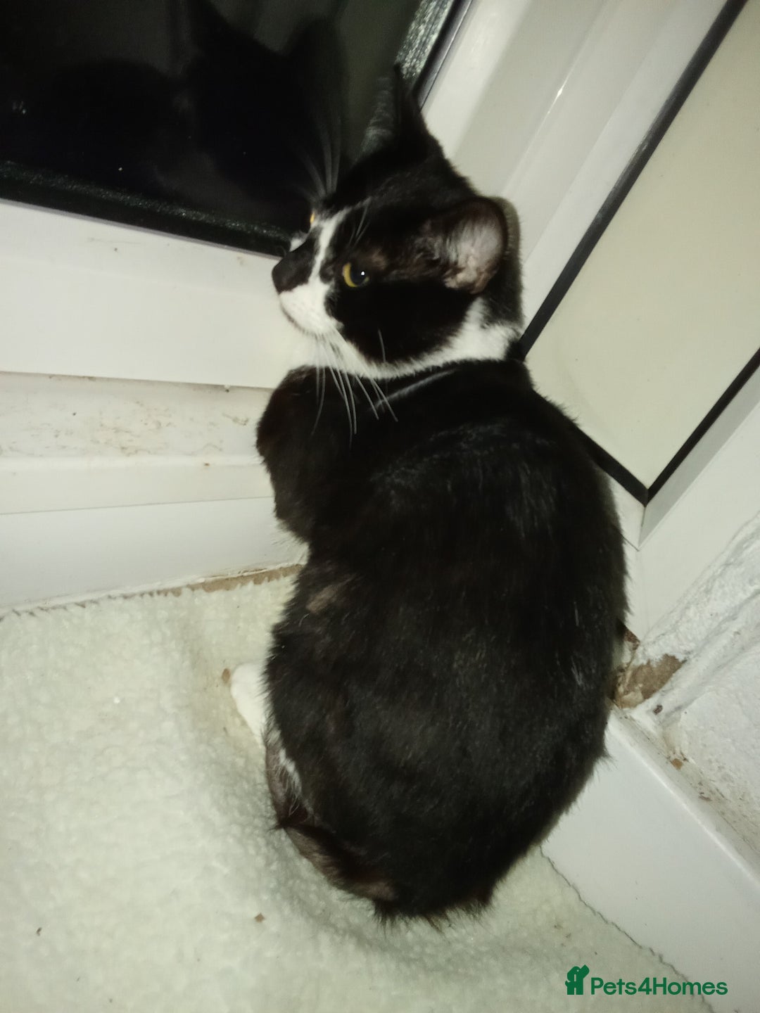 Mixed Breed cats for sale: Sweet boy for his urgent forever home! - Advert 2