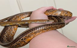 Corn Snake reptiles for sale: Two male sweet gentle corn snakes for sale - Image 2