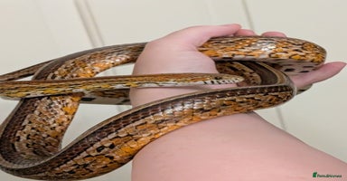 Corn Snake reptiles - Advert 10