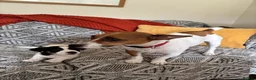 Jack Russell dogs for sale: Miniature Jack Russell  - Advert 5