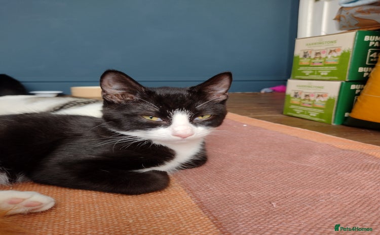 Domestic Shorthair cats - Advert 3