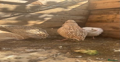 Quail poultry - Advert 10