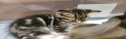 Mixed Breed cats for sale: Baby cats - Advert 2