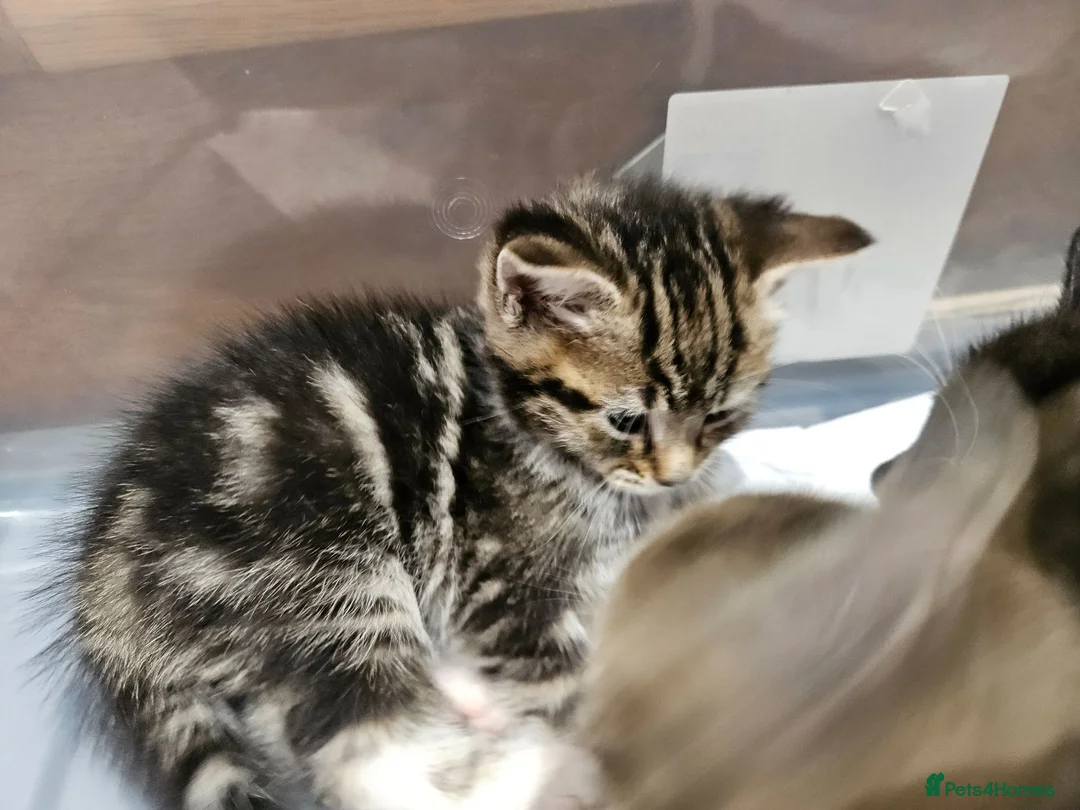 Mixed Breed cats for sale: Baby cats - Advert 2