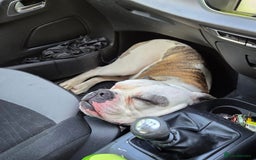 American Bulldog dogs for sale: Rescue Ozzy  - Advert 32