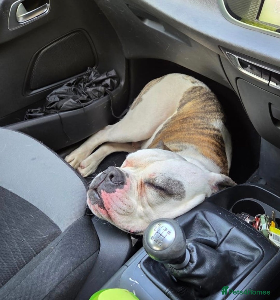 American Bulldog dogs for sale: Rescue Ozzy  - Advert 32