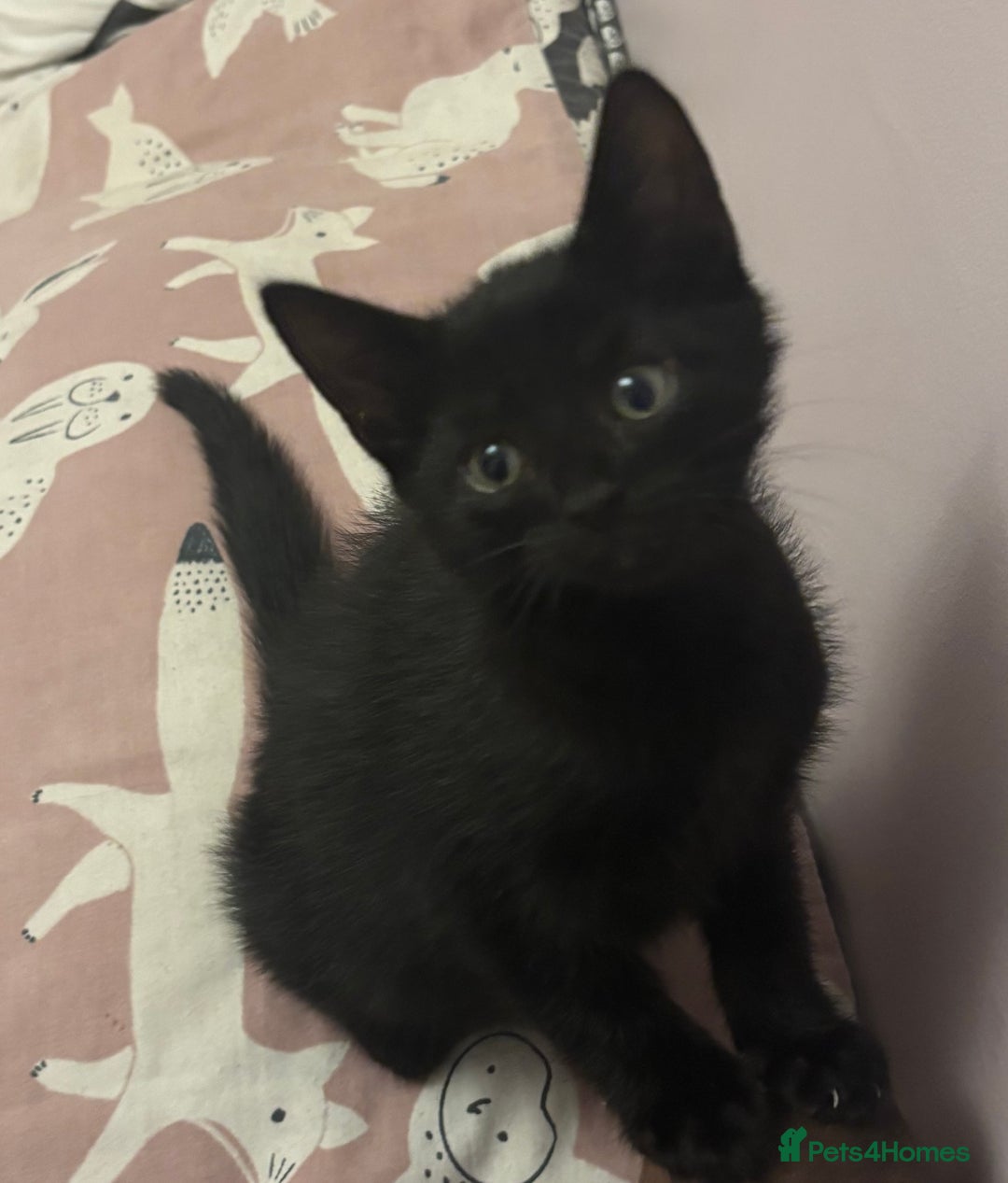 Mixed Breed cats for sale: Kittens 😸 MaineCoon x kittens READY TODAY ❤️😸🐈 - Image 31