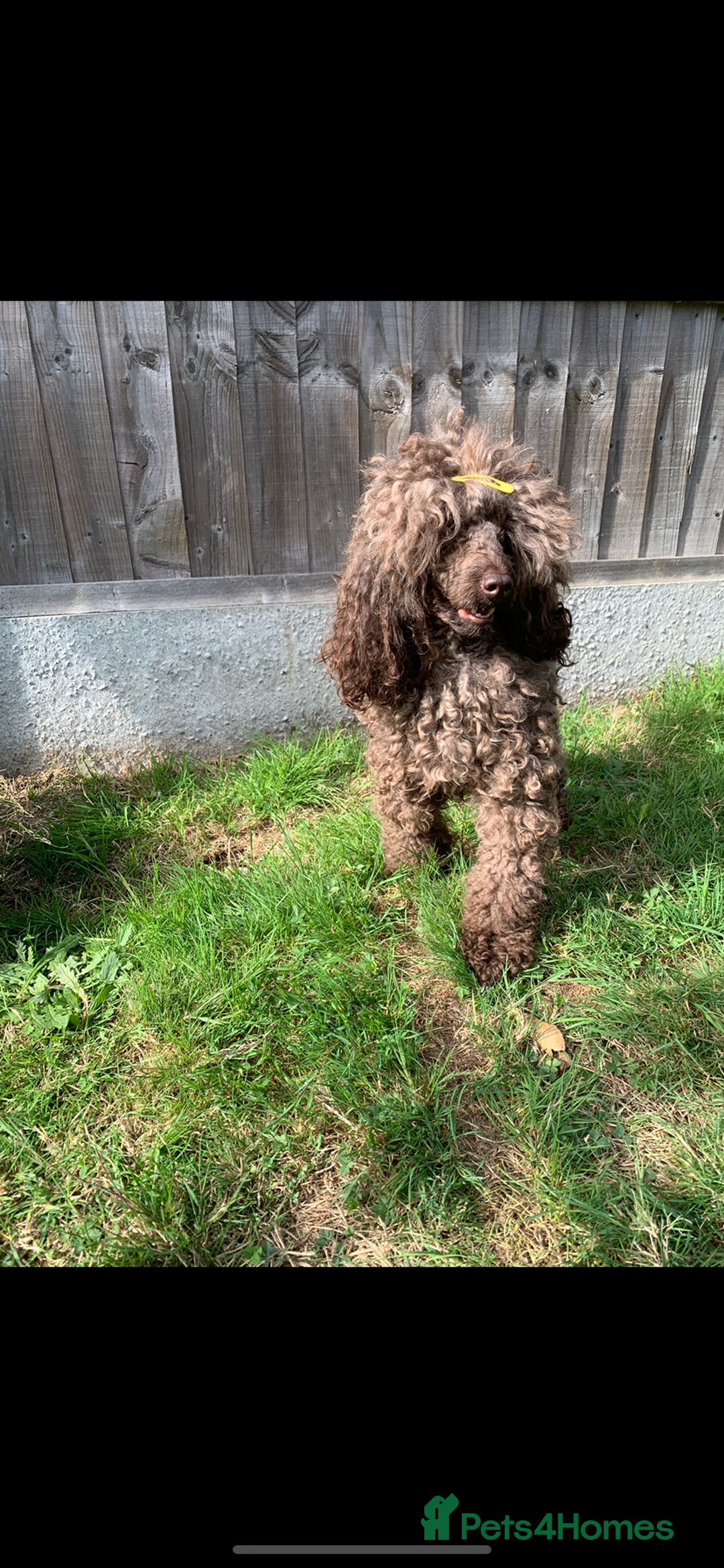 Cavapoo dogs for sale: 🐩 Stunning Chocolate KC Poodle – Lorde– 🐩 - Image 17
