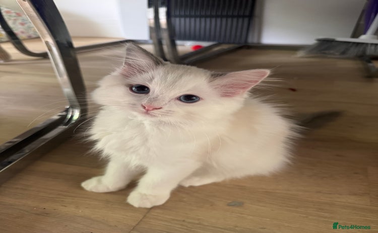 Ragdoll cats - Advert 14