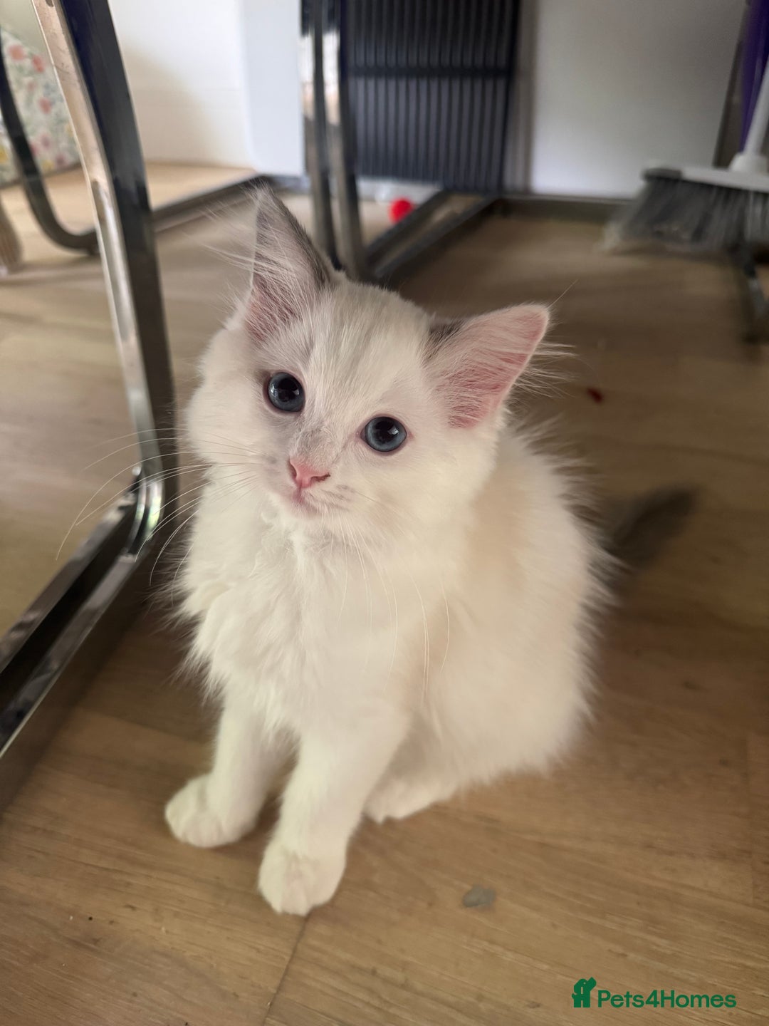 Ragdoll cats for sale: X5 Ragdoll kittens - Image 2