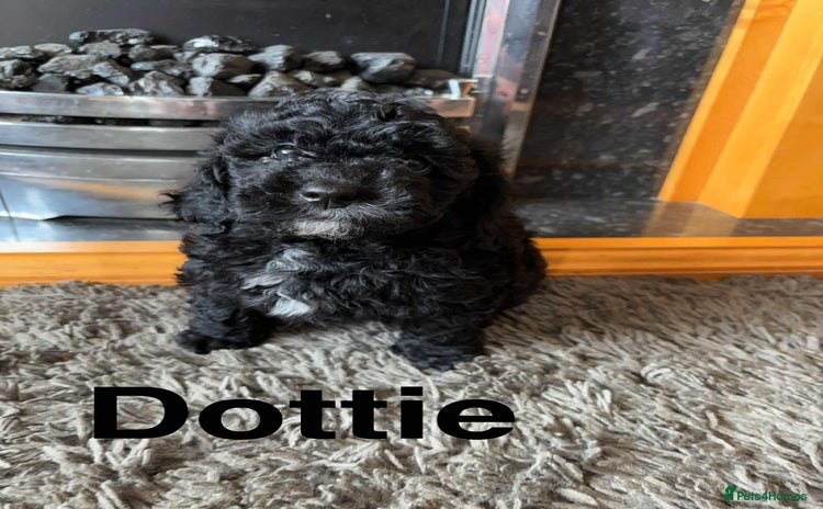 Poochon dogs - Advert 1