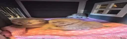 British Shorthair cats for sale: 🌟 Stunning British Shorthair Kittens 🌟 - Advert 9