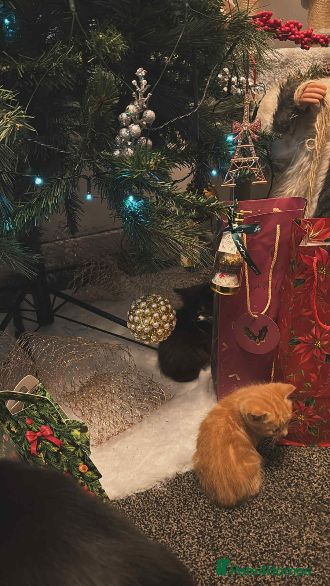 Mixed Breed cats for sale: 🐾 Adorable Ginger Kittens  🐾 - Advert 3