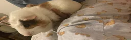 Guinea Pig rodents for sale: 4 males guinea pigs for adoption in Barking - Advert 5