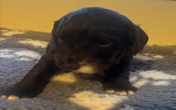 Cockapoo dogs for sale: Stunning F1 Cockapoos from H/Tested KC Parents!! - Image 30