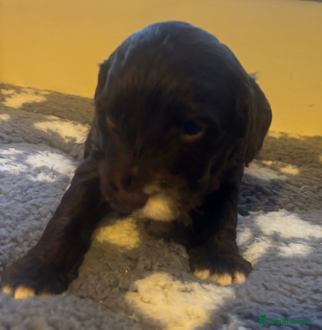 Cockapoo dogs for sale: Stunning F1 Cockapoos from H/Tested KC Parents!! - Image 30