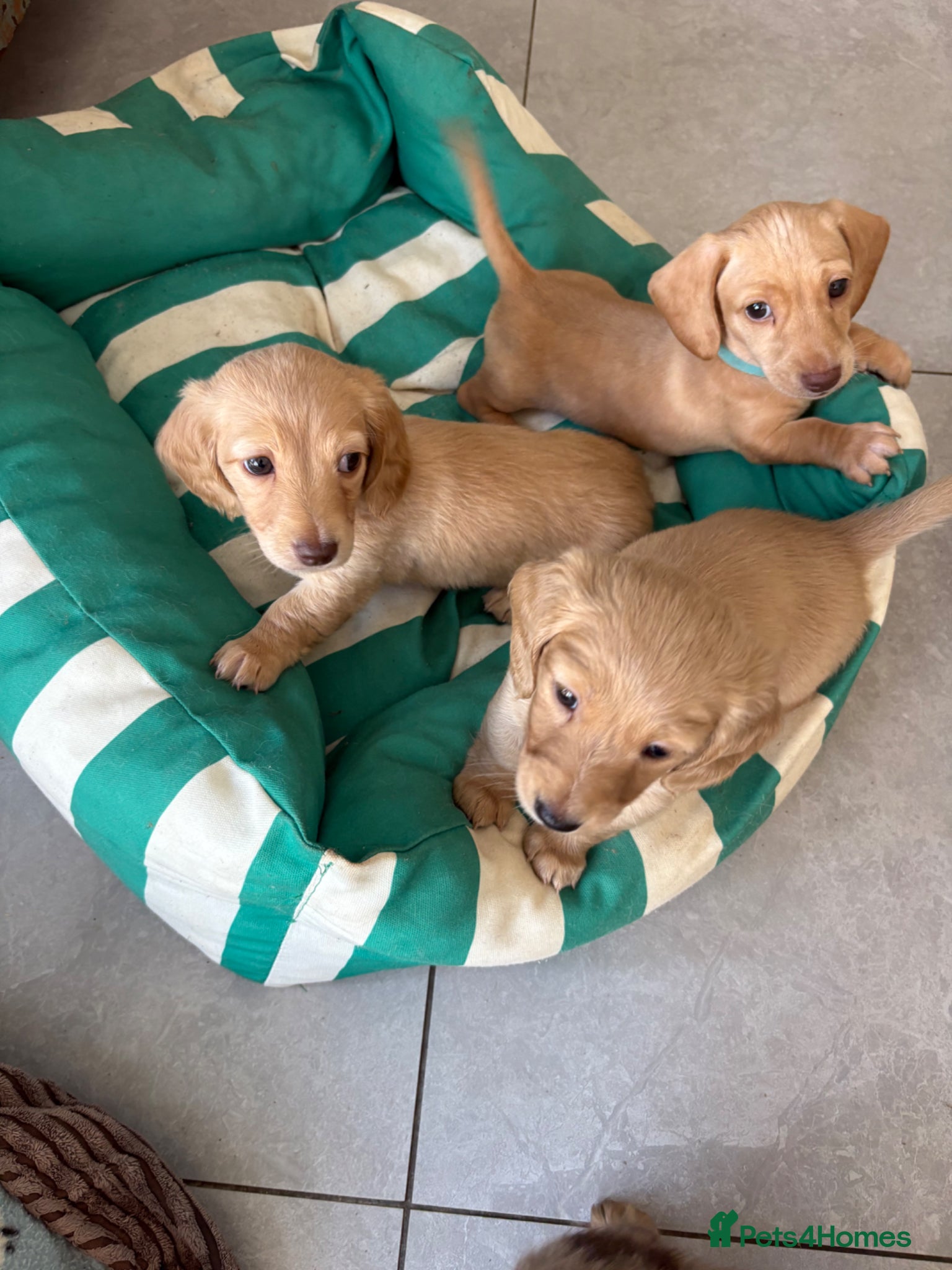 Miniature Dachshund dogs Pure cream mini long haired dachshund pups - Advert 1