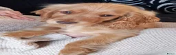 Cocker Spaniel dogs for sale: Last Show Cocker Girl Ready Now  - Advert 3