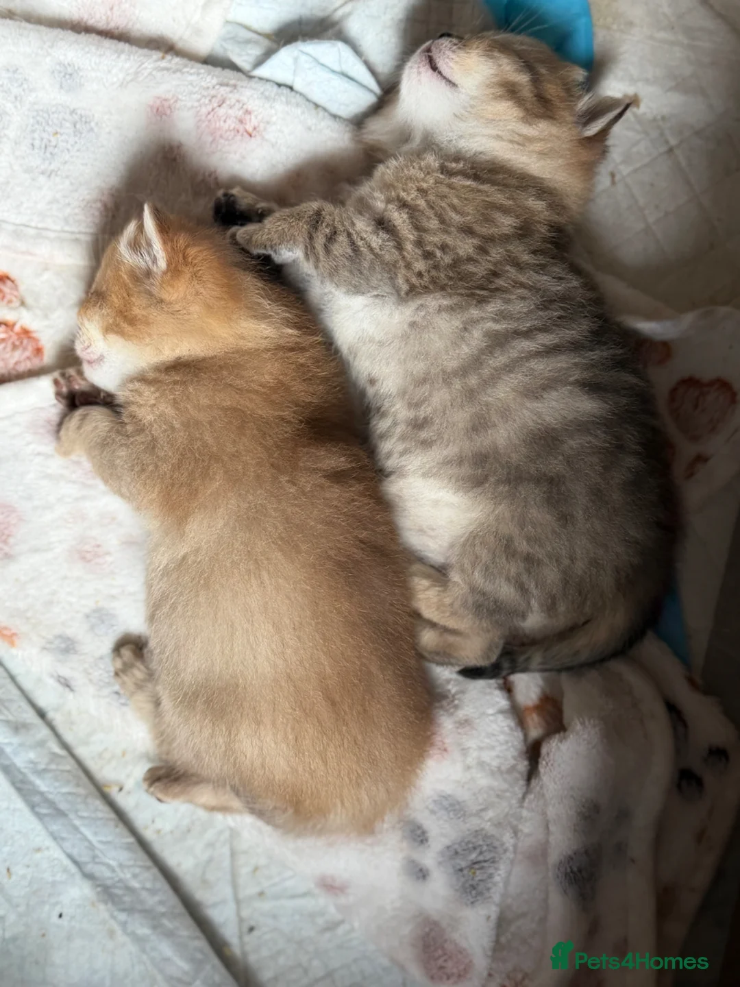 British Shorthair cats for sale: Top Quality British Shorthair Golden Kittens - Advert 7