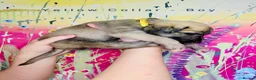 Lurcher dogs for sale: 6 Stunning Lurcher Pups Available 23rd March - Advert 17