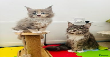 Maine Coon cats - Advert 3