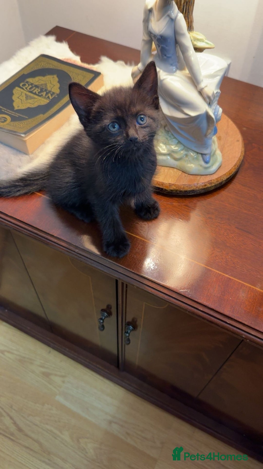 Mixed Breed cats for sale: 6 kittens for sale  - Image 2