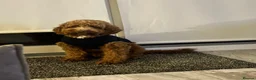 Cockapoo dogs for sale: Bruno - Advert 7