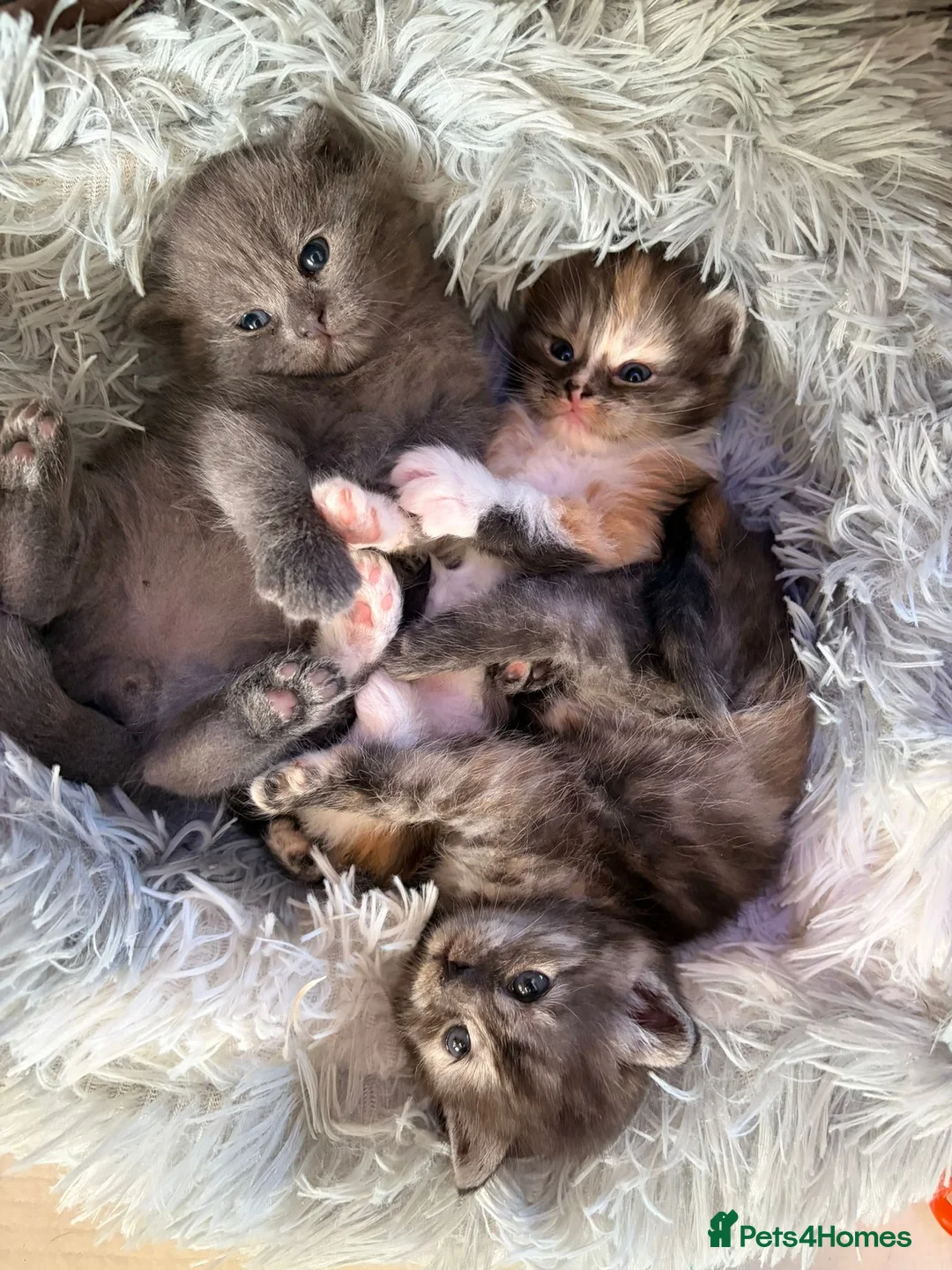 Persian cats for sale: persian crossed russian blue - Advert 2