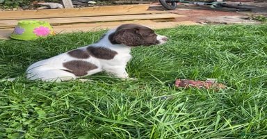 English Springer Spaniel dogs - Advert 8