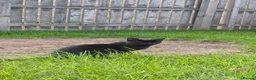 Domestic Shorthair cats for sale: Two gorgeous 11 month kittens  in Lincoln - Advert 8