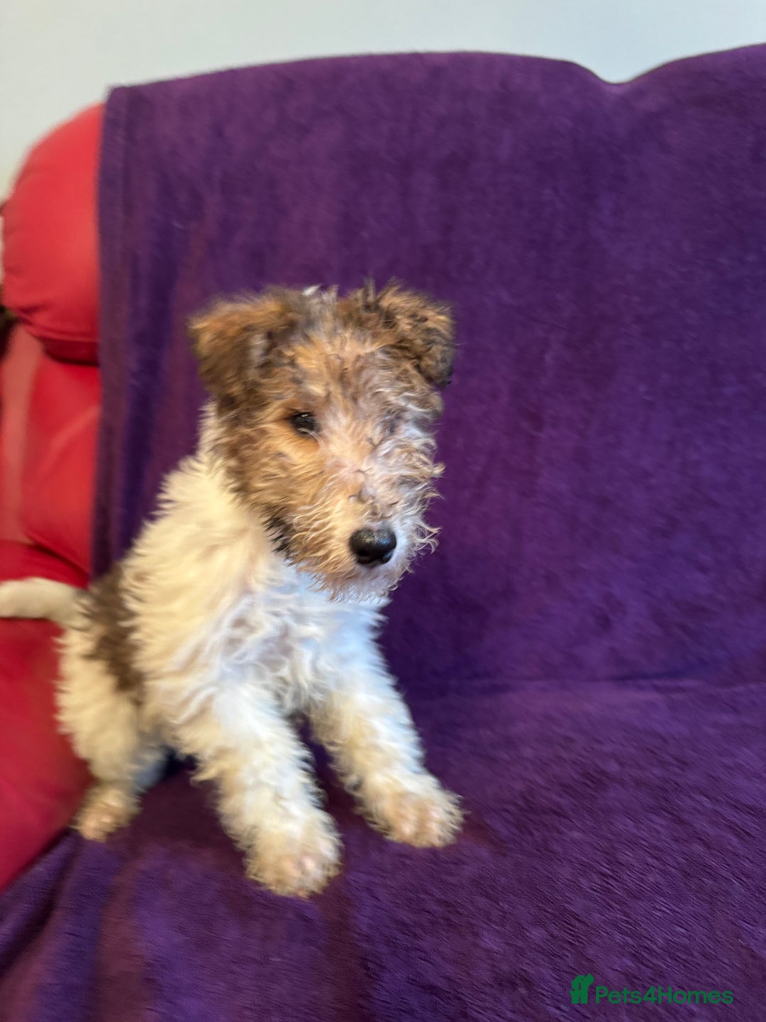 Fox Terrier dogs for sale: Stunning wire fox terrier puppies  - Advert 18