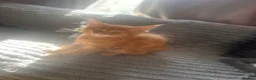 Maine Coon cats for sale: READY NOW!, mainecoon kittens - Advert 7