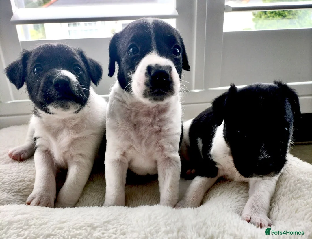Jack Russell dogs for sale: Jack Russell puppies  in Saltash - Advert 1