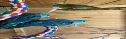 Parakeets birds for sale: Lineolated Parakeets, parrotlet, bourke £60 each - Advert 3