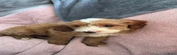 Cockapoo dogs for sale: Cockapoo  in Bradford - Advert 2