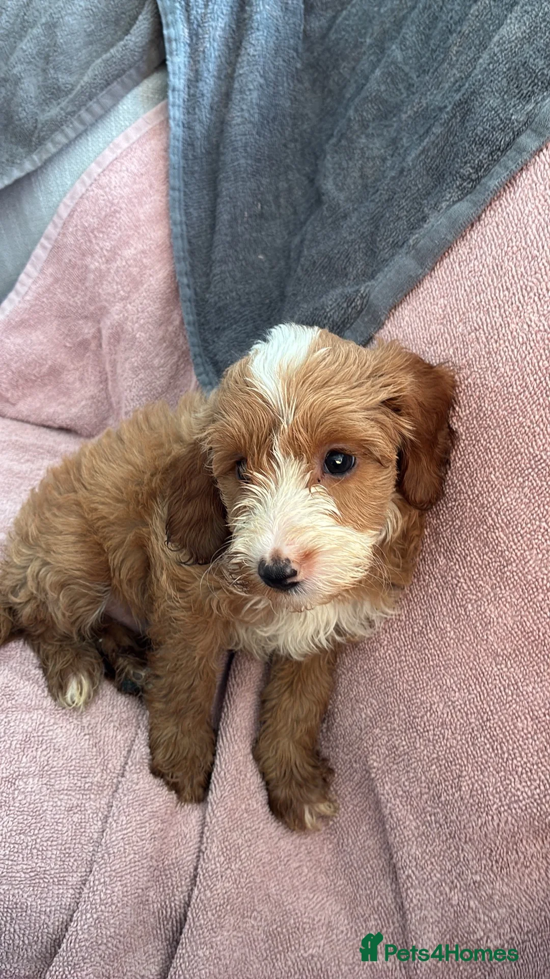 Cockapoo dogs for sale: Cockapoo  in Bradford - Advert 2